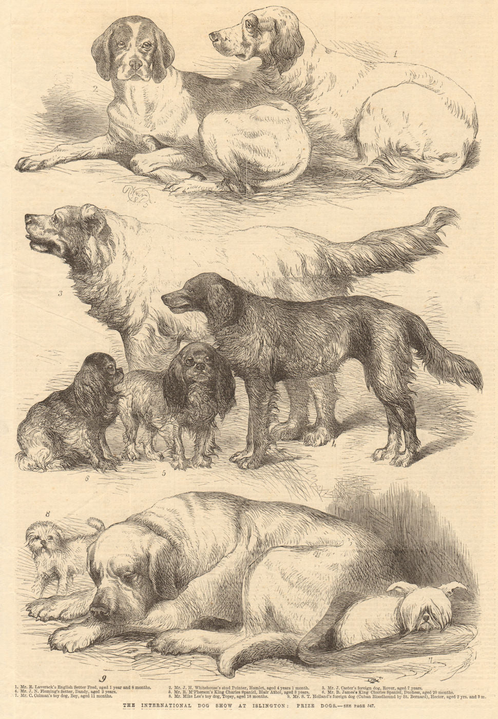 The International Dog Show at Islington: prize dogs. London 1865 old print